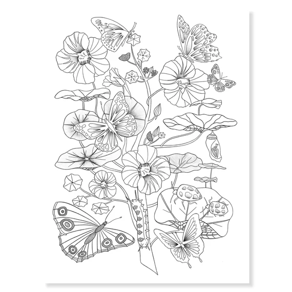 Művészeti műhely - Természetes színezők mappa - Naturalist